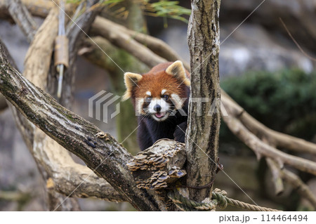 レッサーパンダ 多摩動物公園 114464494