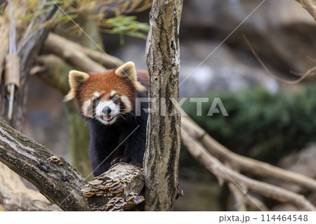 レッサーパンダ 多摩動物公園 114464548