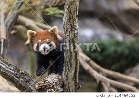 レッサーパンダ 多摩動物公園 レッサーパンダ 多摩動物公園 114464552