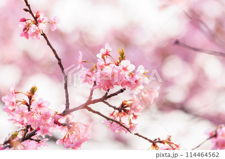 春の訪れを告げる河津桜 春の訪れを告げる河津桜 114464562