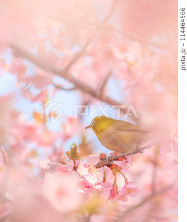 河津桜に来たメジロ 114464566