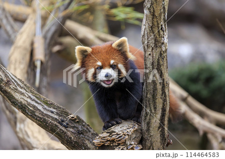 レッサーパンダ 多摩動物公園 114464583