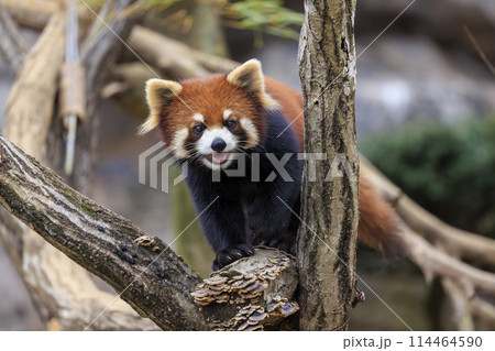 レッサーパンダ 多摩動物公園 114464590