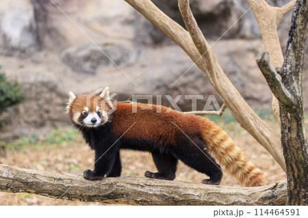 レッサーパンダ 多摩動物公園 レッサーパンダ 多摩動物公園 114464591