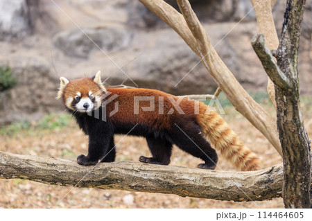 レッサーパンダ 多摩動物公園 レッサーパンダ 多摩動物公園 114464605