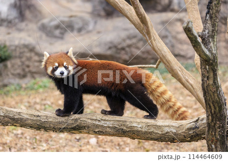 レッサーパンダ 多摩動物公園 114464609
