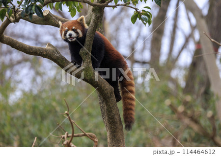 レッサーパンダ 多摩動物公園 レッサーパンダ 多摩動物公園 114464612