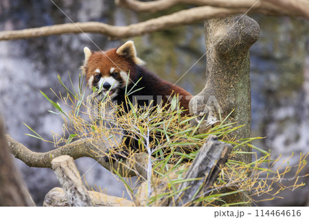 レッサーパンダ 多摩動物公園 114464616
