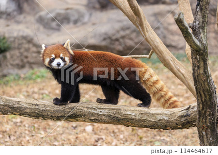 レッサーパンダ 多摩動物公園 114464617