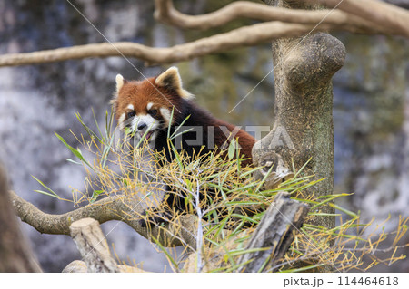 レッサーパンダ 多摩動物公園 114464618