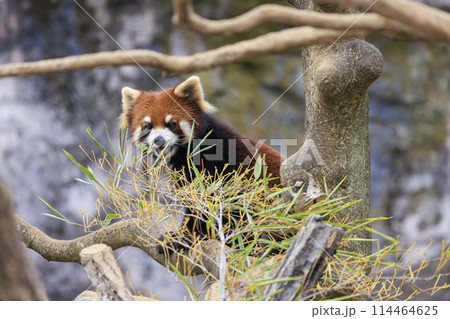 レッサーパンダ 多摩動物公園 114464625