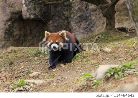 レッサーパンダ 多摩動物公園 114464642