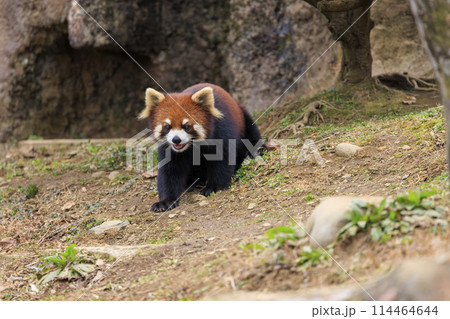 レッサーパンダ 多摩動物公園 114464644