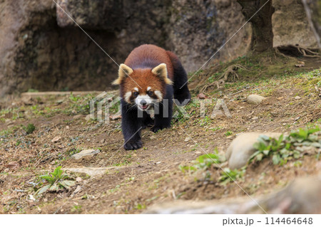 レッサーパンダ 多摩動物公園 114464648