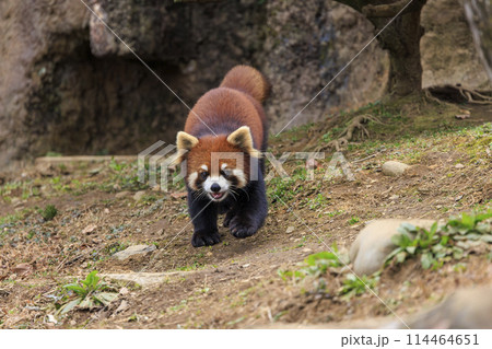 レッサーパンダ 多摩動物公園 114464651