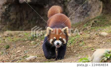 レッサーパンダ 多摩動物公園 レッサーパンダ 多摩動物公園 114464654
