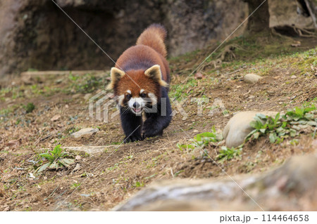 レッサーパンダ 多摩動物公園 レッサーパンダ 多摩動物公園 114464658