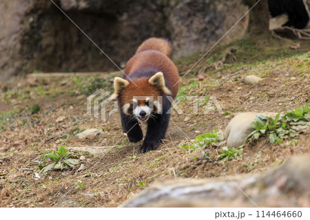 レッサーパンダ 多摩動物公園 114464660