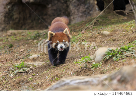 レッサーパンダ 多摩動物公園 114464662