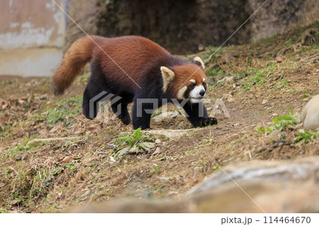 レッサーパンダ 多摩動物公園 114464670