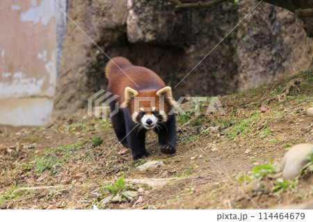 レッサーパンダ 多摩動物公園 114464679