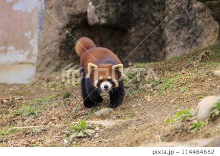 レッサーパンダ 多摩動物公園 114464682