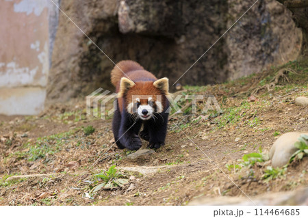 レッサーパンダ 多摩動物公園 レッサーパンダ 多摩動物公園 114464685