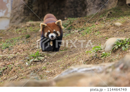 レッサーパンダ 多摩動物公園 114464749