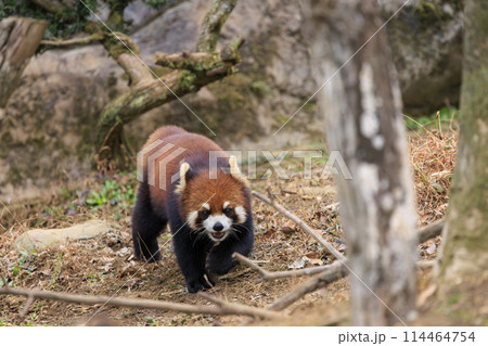 レッサーパンダ 多摩動物公園 レッサーパンダ 多摩動物公園 114464754