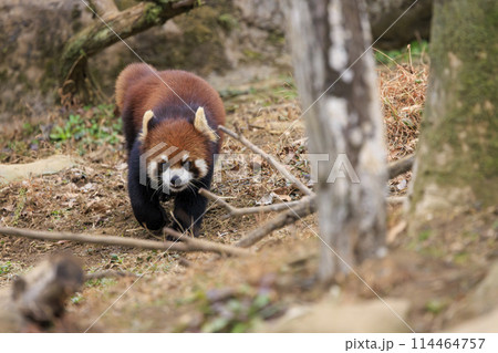 レッサーパンダ 多摩動物公園 114464757