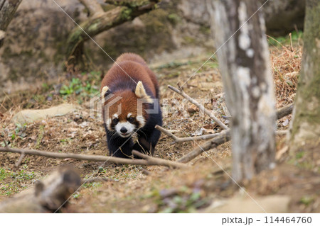 レッサーパンダ 多摩動物公園 レッサーパンダ 多摩動物公園 114464760