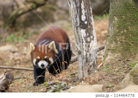 レッサーパンダ 多摩動物公園 レッサーパンダ 多摩動物公園 114464778