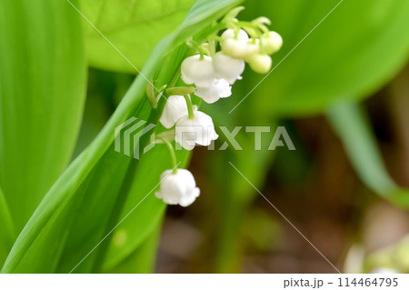 白いスズランの花 114464795