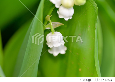 白いスズランの花 白いスズランの花 114464803