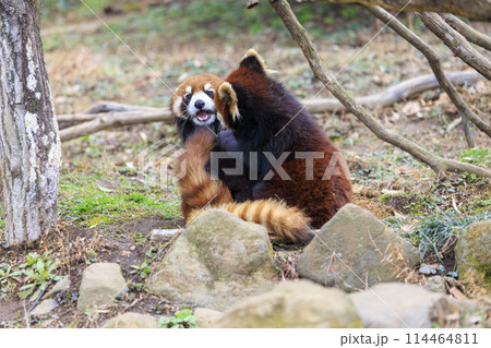 レッサーパンダ 多摩動物公園 114464811