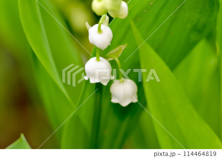 白いスズランの花 114464819