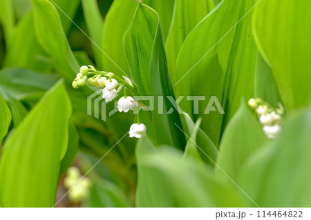 白いスズランの花 114464822