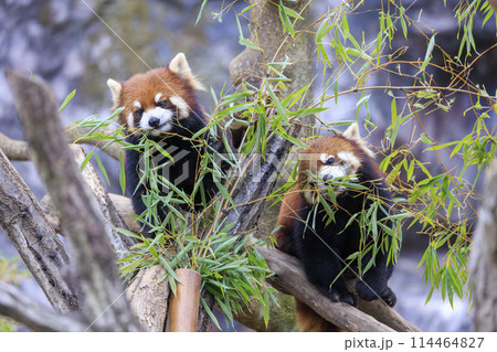 レッサーパンダ 多摩動物公園 114464827
