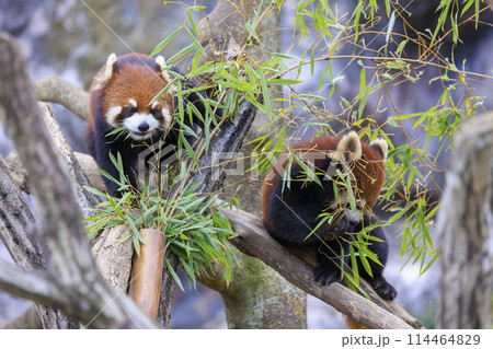 レッサーパンダ 多摩動物公園 114464829