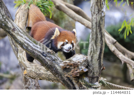 レッサーパンダ 多摩動物公園 114464831