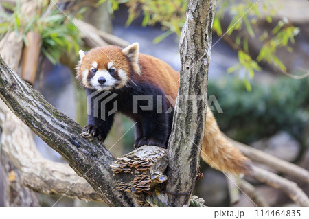 レッサーパンダ 多摩動物公園 レッサーパンダ 多摩動物公園 114464835