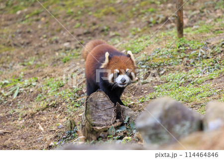 レッサーパンダ 多摩動物公園 114464846