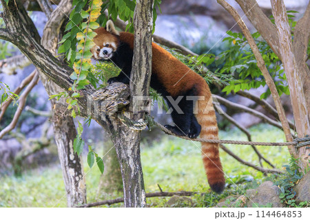 レッサーパンダ 多摩動物公園 114464853