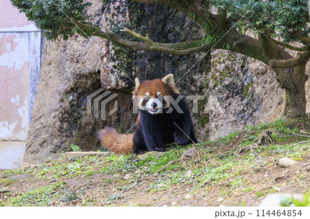 レッサーパンダ 多摩動物公園 114464854