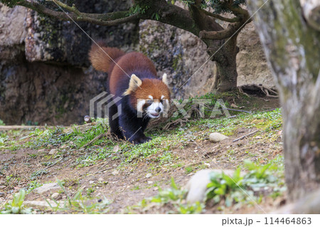 レッサーパンダ 多摩動物公園 114464863