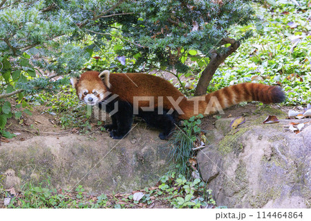 レッサーパンダ 多摩動物公園 114464864