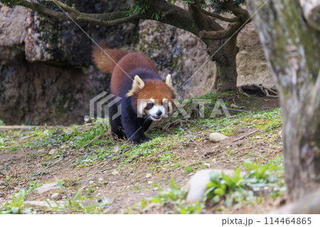 レッサーパンダ 多摩動物公園 レッサーパンダ 多摩動物公園 114464865