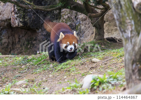 レッサーパンダ 多摩動物公園 レッサーパンダ 多摩動物公園 114464867