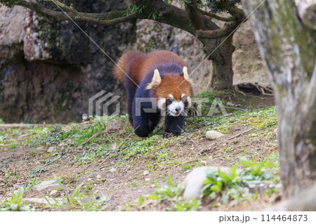レッサーパンダ 多摩動物公園 114464873