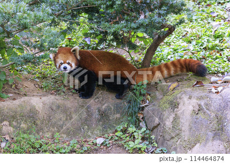 レッサーパンダ 多摩動物公園 114464874